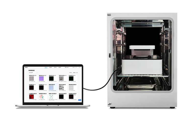 內置自動光學掃描系統，重構活細胞成像穩定性